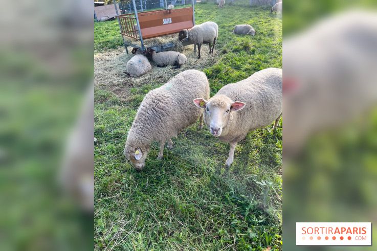 La ferme pédagogique du parc des Chanteraines - image00042