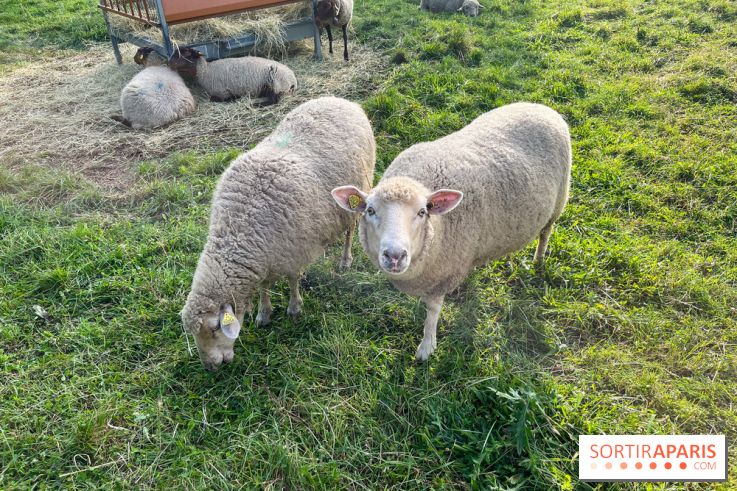 La ferme pédagogique du parc des Chanteraines
