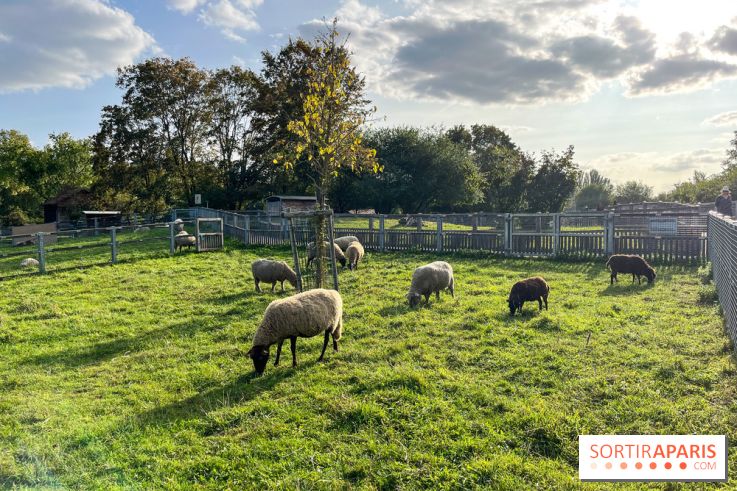 La ferme pédagogique du parc des Chanteraines - image00045