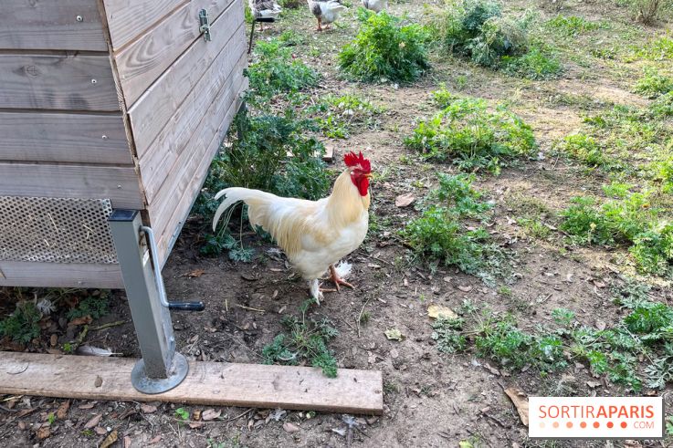La ferme pédagogique du parc des Chanteraines - image00033