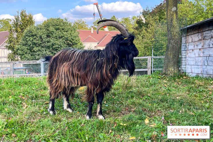La ferme pédagogique du parc des Chanteraines - image00022