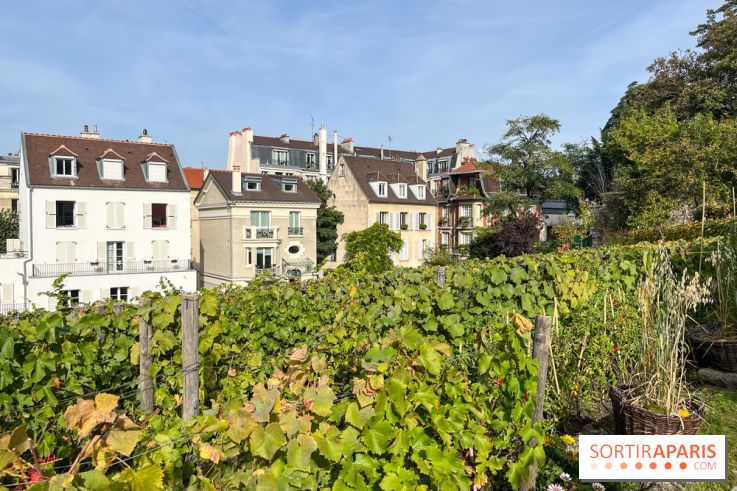 Vignes Montmartre