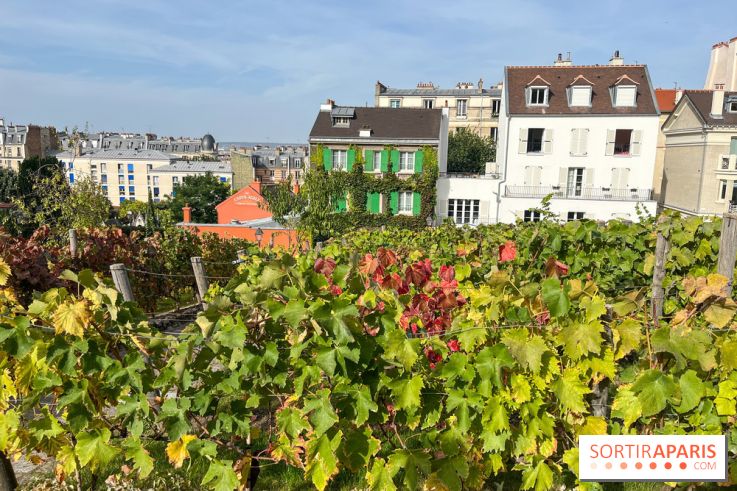 Vignes Montmartre - image00038