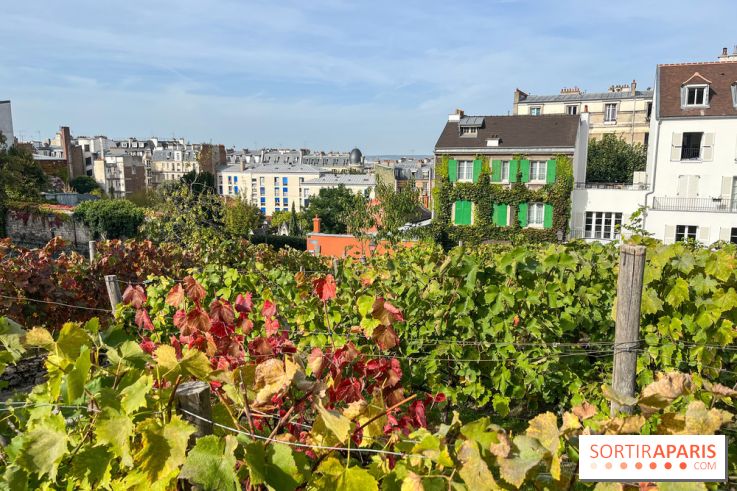 A stroll through the Clos Montmartre vineyard, the oldest vines in