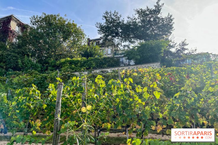 Vignes Montmartre