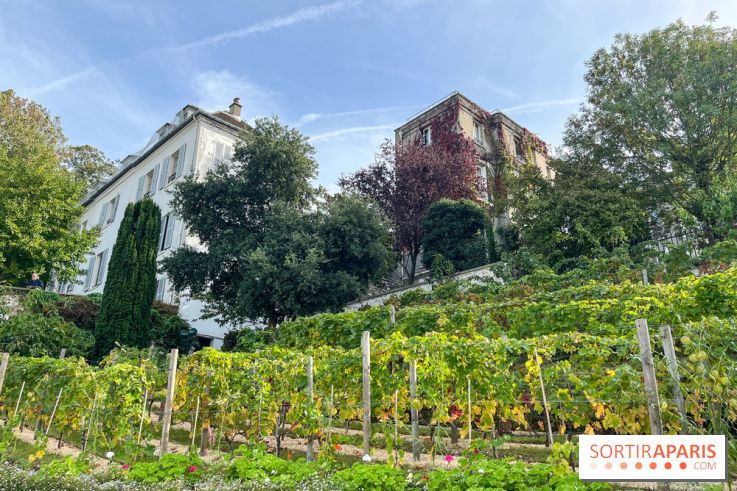 Vignes Montmartre