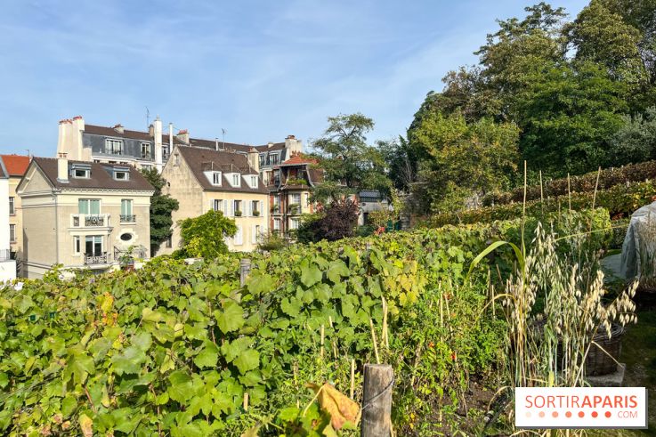 Vignes Montmartre