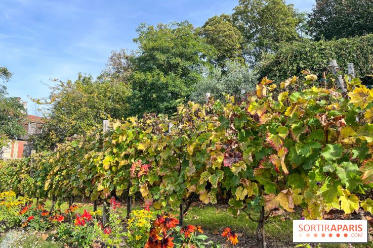 Vignes Montmartre