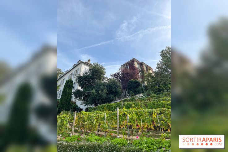 Vignes Montmartre