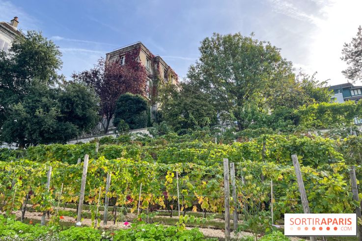 Vignes Montmartre