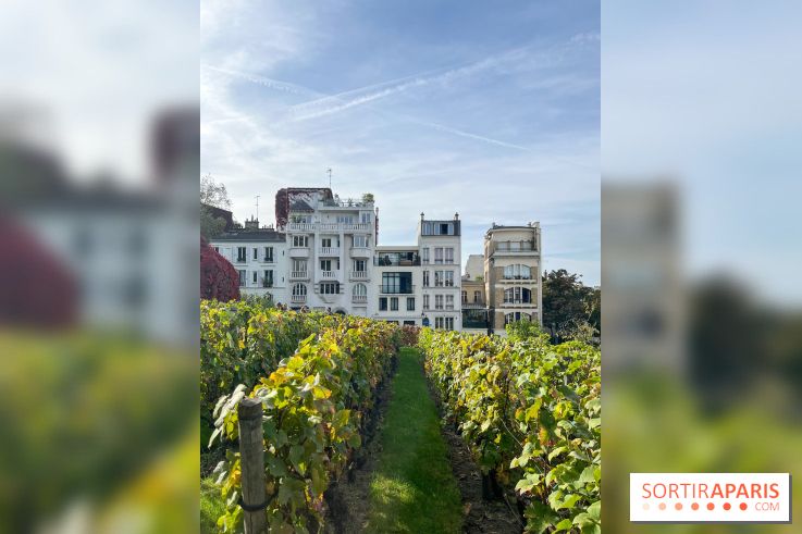 Vignes Montmartre