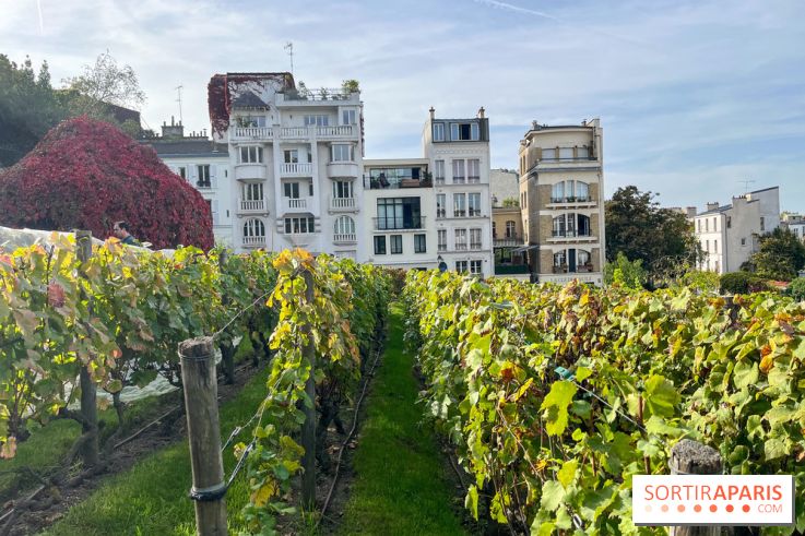 Vignes Montmartre