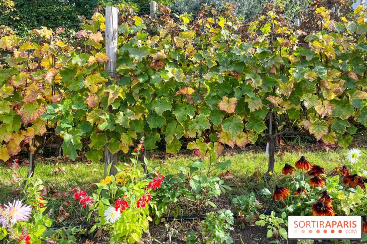 Vignes Montmartre