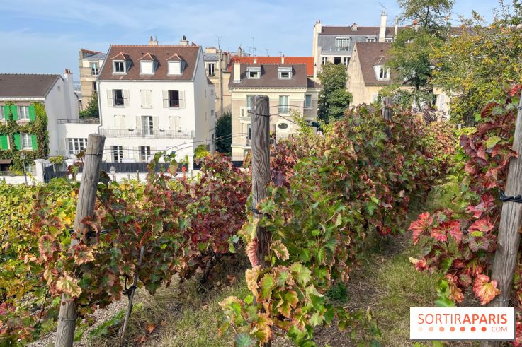 Vignes Montmartre
