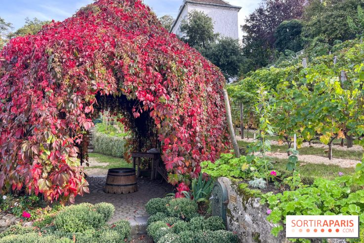 Vignes Montmartre