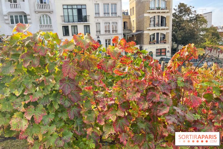 Vignes Montmartre - image00015