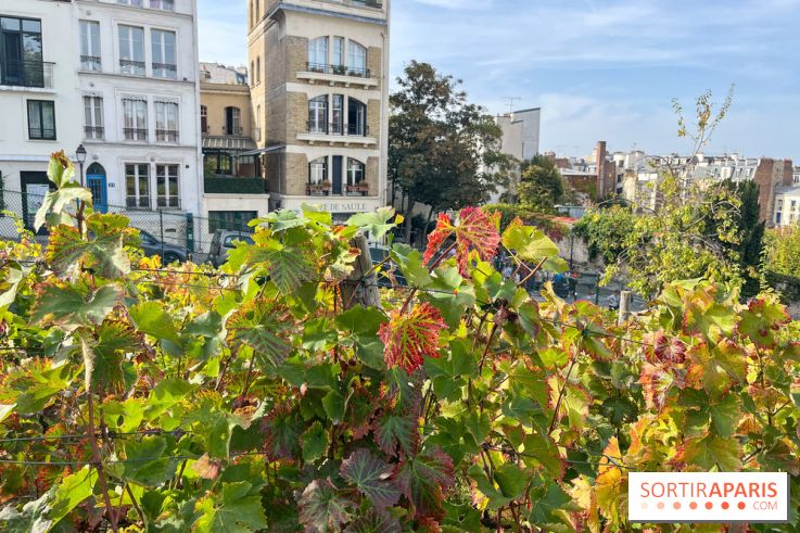 Vignes Montmartre