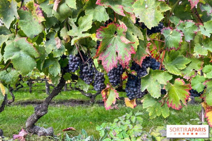 Vignes Montmartre - image00008