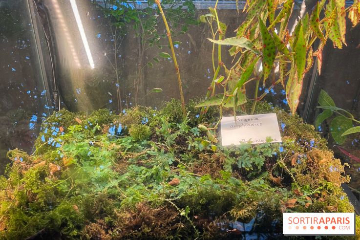 Automne Tropical 2023