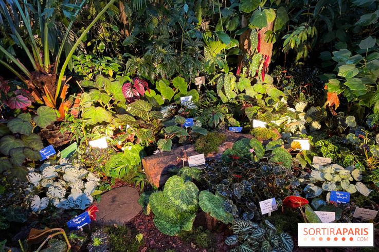 Automne Tropical 2023