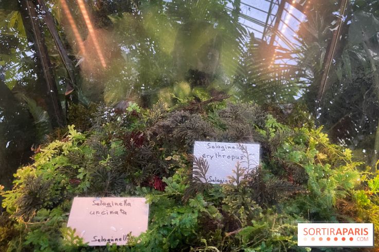 Automne Tropical 2023