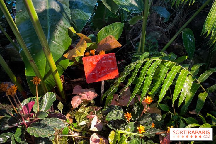 Automne Tropical 2023