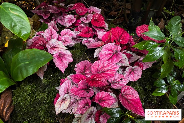 Automne Tropical 2023