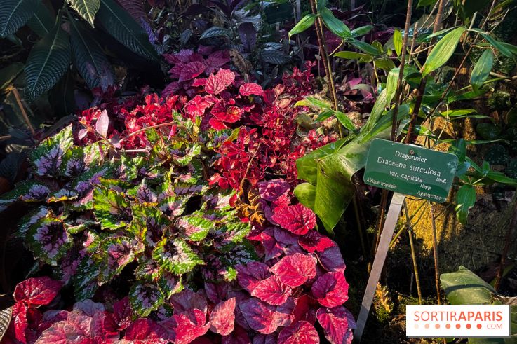 Automne Tropical 2023