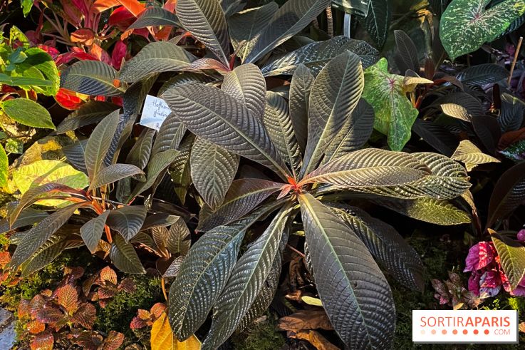 Automne Tropical 2023