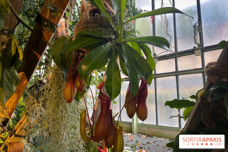 Automne Tropical 2023