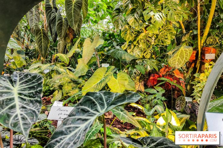 Automne Tropical 2023