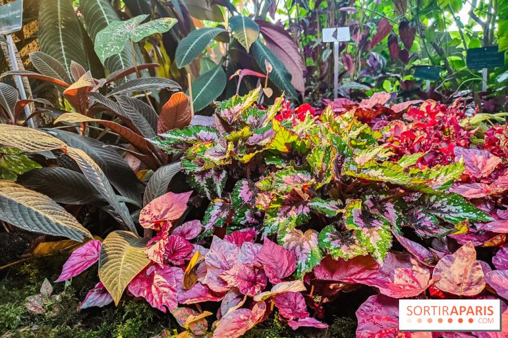 Automne Tropical 2023