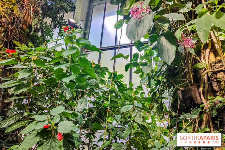 Automne Tropical 2023