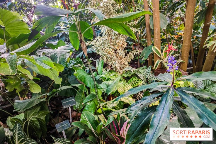 Automne Tropical 2023