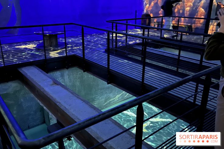 Océans, l'Odyssée Immersive à l'Atelier des Lumières - IMG 6134