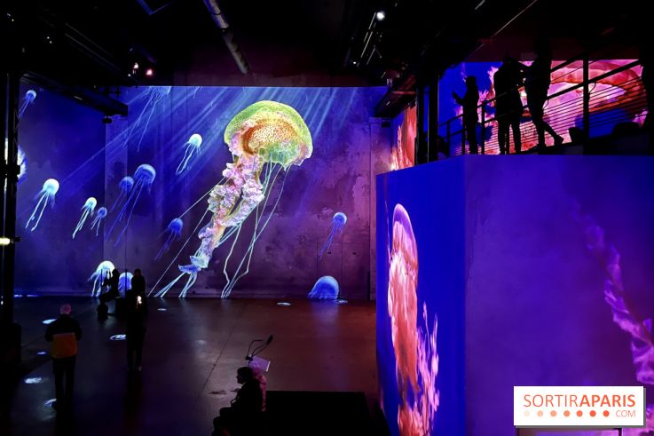 Océans, l'Odyssée Immersive à l'Atelier des Lumières - IMG 6181