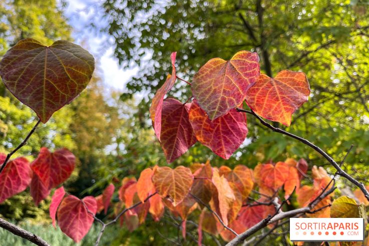 Le parc de l'Île Verte à Chatenay-Malabry - nos photos - image00547