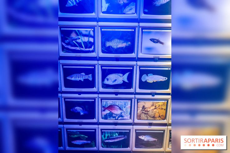Enquête à Madagascar : nos photos de l'exposition immersive ultra ludique de l'Aquarium tropical - IMG20231113102359