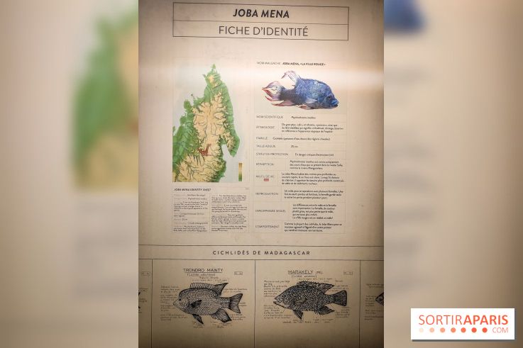Enquête à Madagascar : nos photos de l'exposition immersive ultra ludique de l'Aquarium tropical - IMG20231113103823