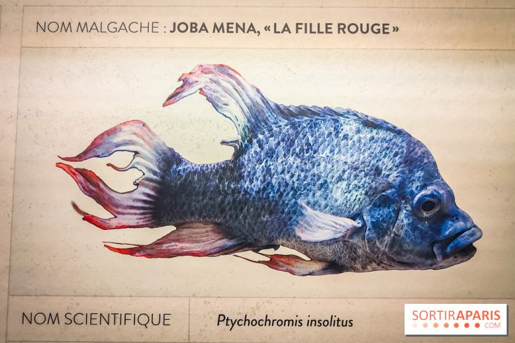 Enquête à Madagascar : nos photos de l'exposition immersive ultra ludique de l'Aquarium tropical