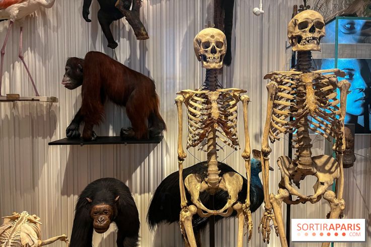 Le musée de l'Homme - collections permanentes