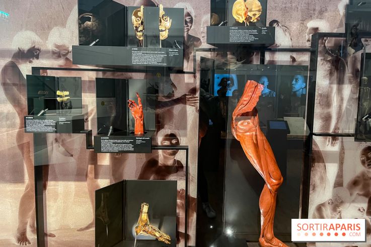 Le musée de l'Homme - collections permanentes - image00070