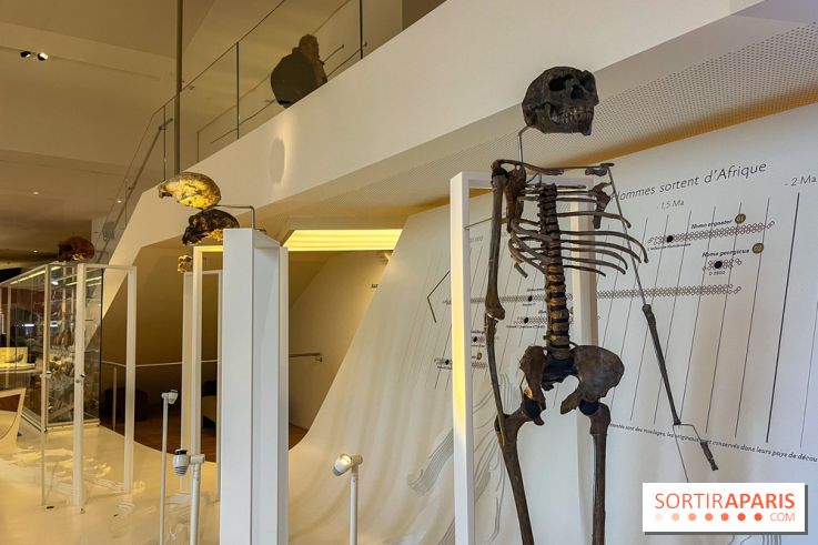 Le musée de l'Homme - collections permanentes