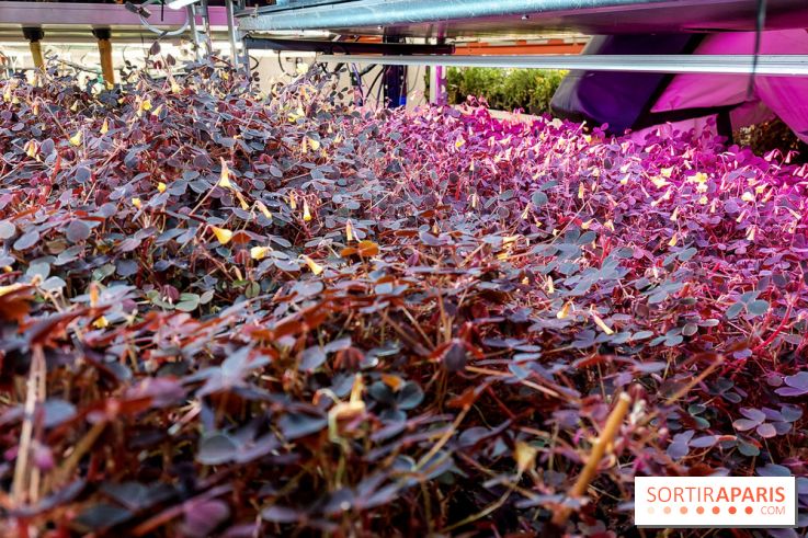 La Caverne, ferme urbaine bio à Paris, nos photos - 20240122 143900