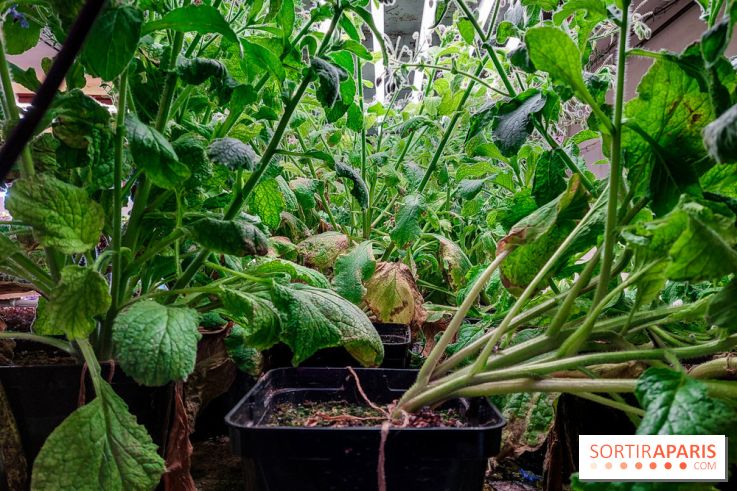 La Caverne, ferme urbaine bio à Paris, nos photos - 20240122 143913