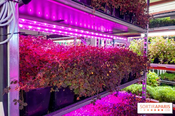 La Caverne, ferme urbaine bio à Paris, nos photos - 20240122 144115