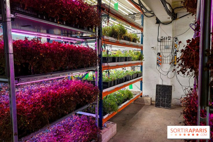 La Caverne, ferme urbaine bio à Paris, nos photos - 20240122 144136