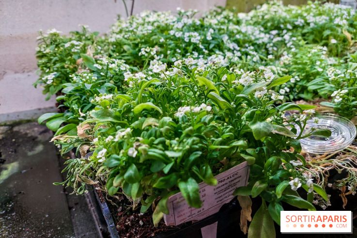 La Caverne, ferme urbaine bio à Paris, nos photos - 20240122 144904