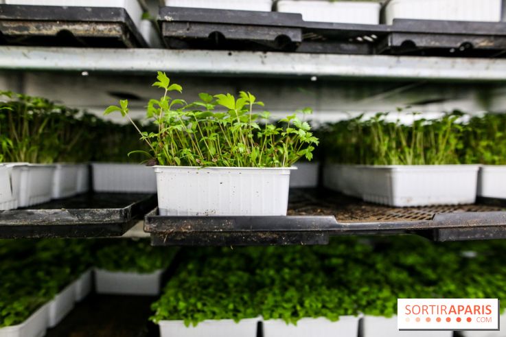 La Caverne, ferme urbaine bio à Paris, nos photos - IMG 2185