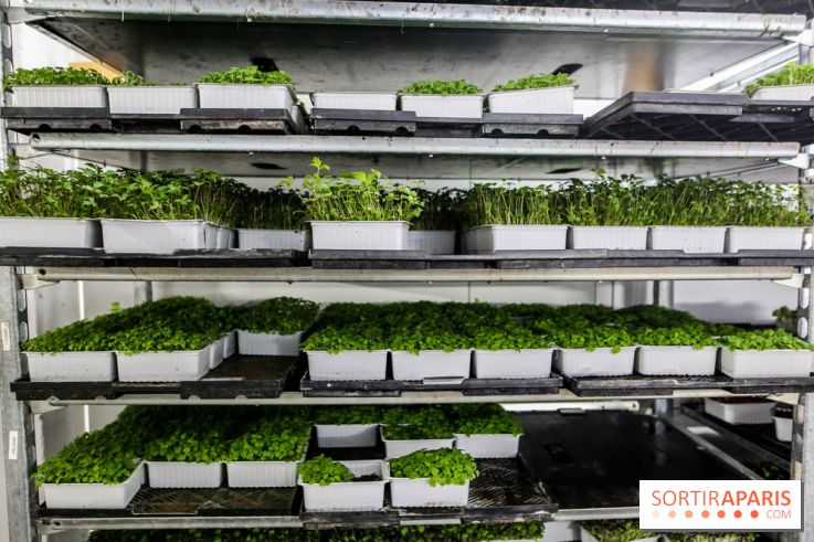 La Caverne, ferme urbaine bio à Paris, nos photos